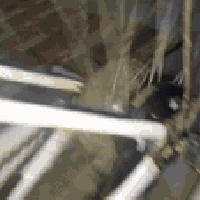 السلام بيسكل البيع سعر90و  بيمجال 07783081230