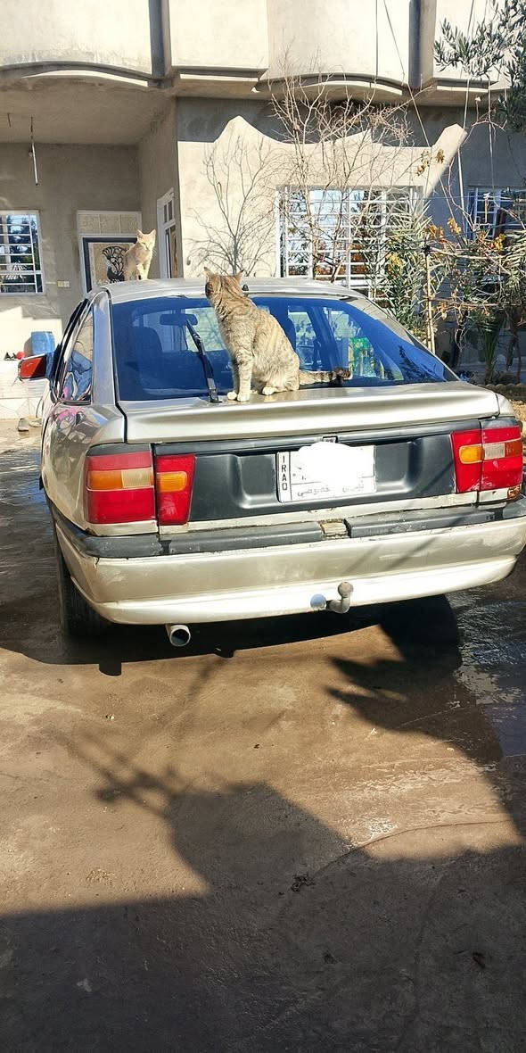 للبيع فكترا سعر ٣٨ورقه موديل ٩٠ شرط تحويل 
مكاني موصل جليوخان 
***********
***********
