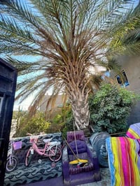 تكريب نخل وقطع الاشجار والنخيل العالقة في الكهرباء 07763707176