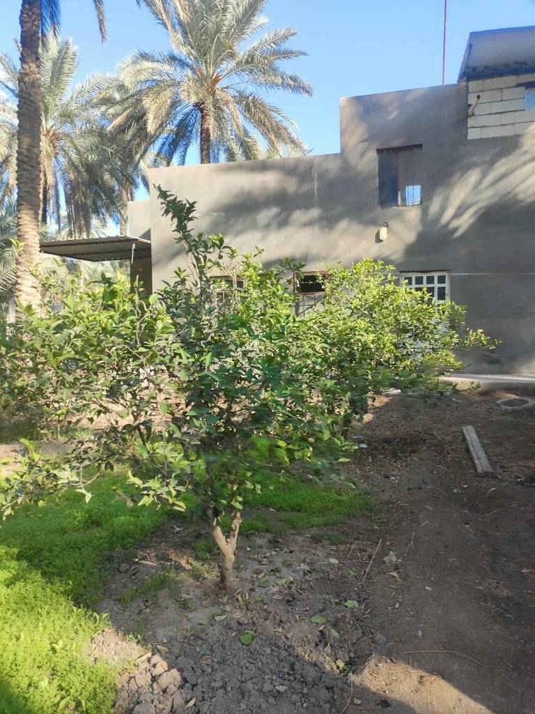 السلام عليكم دونم ونص دونم ونص مباشره بالحسينيه عالشارع مباشره بمنطقه العطيشي قريب على مدرسه السفير منطقه ابو تمر ببيت والمثل ما تشوفوه بستان مرتب وكامل جاهزه خدمات كامله مي مدارس كهرباء مي دلال اي استفسار اتصال بالرقم اللي راح نخليكم اياه بيكم خير وتدللوا وسعره مناسب ان شاء الله ابيع مستعجل اخوان
الاتصال ع الارقام 
***********
***********
