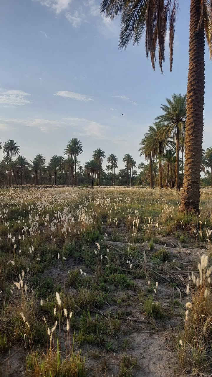 سلام عليكم البيع ٤ دوانم طابو زراعي سند ٢٥ تحويل مباشر ماء اساله كهرباء طريق سبيس في منطقه الغليس خلف معمل غاز حله علا طريق ديوانيه الاتصال بنا ***********او 
***********حله مكتب عقار الاصدقاء بإدارة ابو وليد
