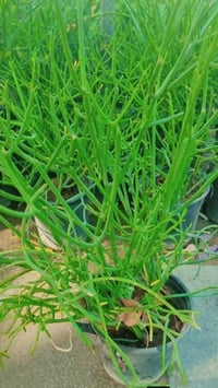 نباتات شمسية • توصيل • مراسلة عالخاص