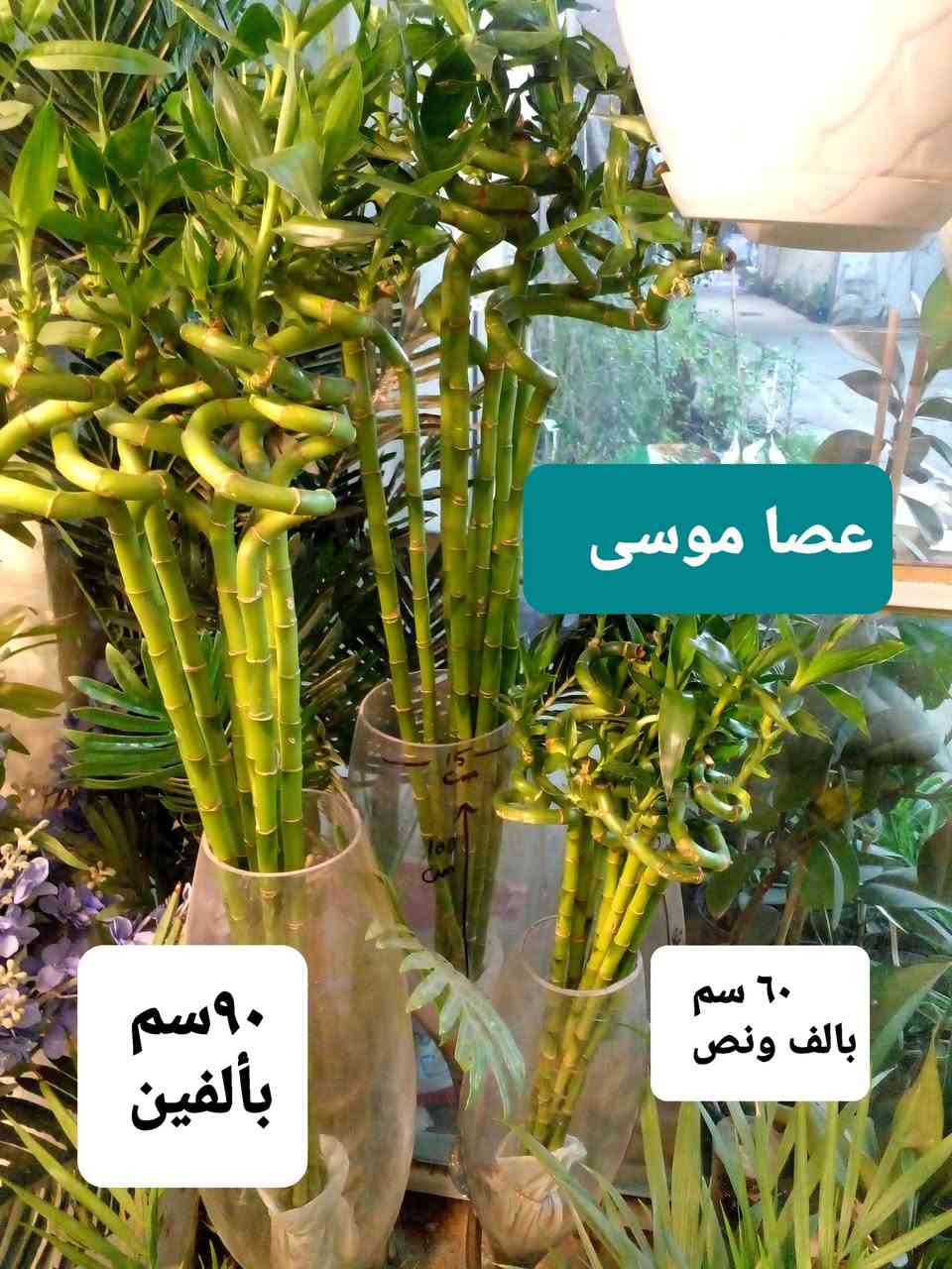 سلام عليكم
نباتات داخلية ..عصا موسى ديكور
نباتات مائية 
بتموس درجة اولى  
اسمدة Npk ...شيلات الحديد ..هيومك أسيد + طحالب بحرية ...سماد النانو المائي ..يوريا ..داب ..برلايت .. حجر ليكا ..ملمع نباتات ..مجذر 
سائل ومجذر باودر.. مبيد فطري ..محفزات ... أحماض أمينية 
حصى زينة  ملون ..

للحجز والإستفسار 
على المسنجر ..أو الواتسآب ***********
موقعنا ....
بغداد ..حي العدل ..شارع الأسواق المركزية ..قيصرية عباس ( للحصة الغذائية )
