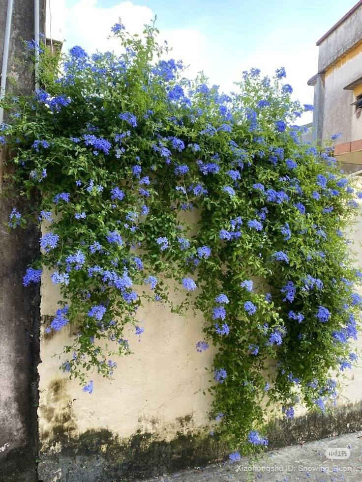 🌿يعلن عن توفرت شتلات الياسمين الأزرق (Blue Jasmine) 🌿

💰 السعر: 6 آلاف دينار
📏 الارتفاع: أقل من متر
🚚 التوصيل: متوفر لجميع محافظات العراق

🌱 المواصفات:
نبات زينة مميز بلونه الأزرق الهادئ 💙، يزهر بكثافة ويعطي شكل راقي ومرتب للحديقة بدون تعب

☀️ التحمل:
يتحمل حرارة العراق العالية 🔥 ويتحمل الشمس المباشرة لفترات طويلة، مقاوم للجفاف نسبياً 💧 ويعيش بظروف مختلفة، قوي وسريع التأقلم ومناسب للأجواء الحارة

🌺 المميزات:
✔️ يعطي منظر أنيق ومرتب للحديقة
✔️ مناسب للتزيين حول الجدران والممرات
✔️ نمو سريع ويغطي المكان بشكل جميل
🌟 خلي حديقتك تحچي بذوقك وتتميز عن غيرها 🌟

#نباتات #ورد #متسلق #ياسمين_ازرق #جميل #مشتل #جوده


**إذا كنت صاحب هذا الإعلان وتريد حذفه لأي سبب، رجاءا أرسل رسالة إلى الدعم الفني**