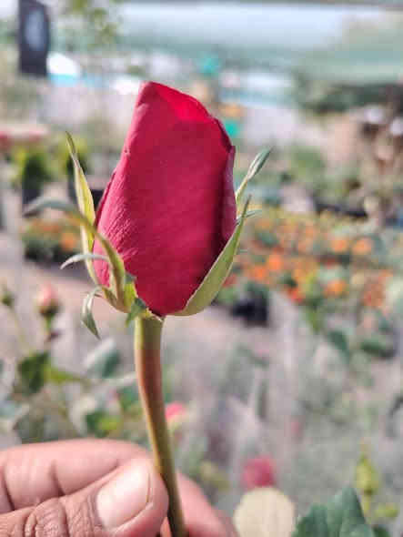 🌹 ما شاء الله تبارك 🌹

وفرنالكم الجوري الإيراني
نبات خارجي شمسي جميل جدا
مقاوم للحرارة والاجواء العراقية (عن تجربه، مزروع بالمشتل)
🏵️🌹🌺🌼🌷🌹🥀🌺🌼💮💐🌷
سعر الشتله ٤٠٠٠ دينار فقط 💥
للطلب و إلاستفسار الاتصال على الرقم التالي *********** ☎️
يوجد خدمة توصيل داخل الكوت فقط 🚕
متواجدين 👇
من الساعة 8:00 ص🕗
و حتى الساعة 10:00م🕙
