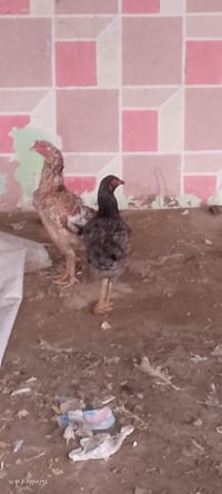 دجاجتين بياضات • عتاكي • قريه الشروق النمرود