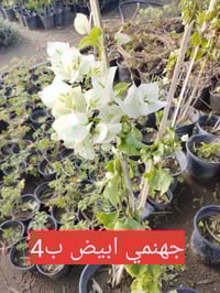 مجموعة من النباتات .. الطالب يرجى مراسلتنا على الخاص.. او مراسلة واتسا...