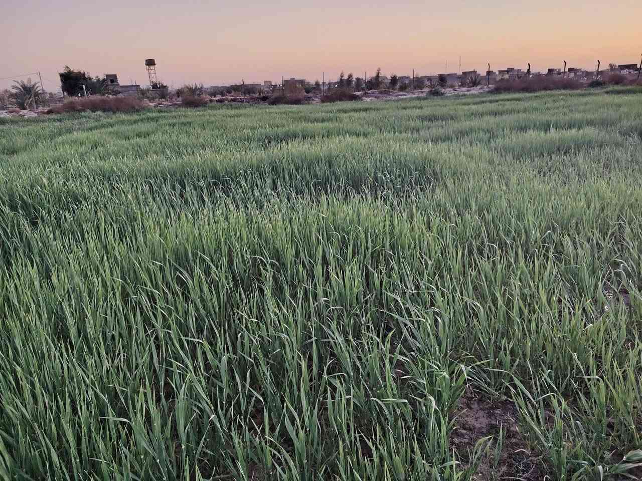 للبيع زرع گصيل ظخين المساحه خمس دونم في الرفاعي صوب بني ركاب على الشط قريب على الجسر الجديد اتصل واعرف التفاصيل  ***********
