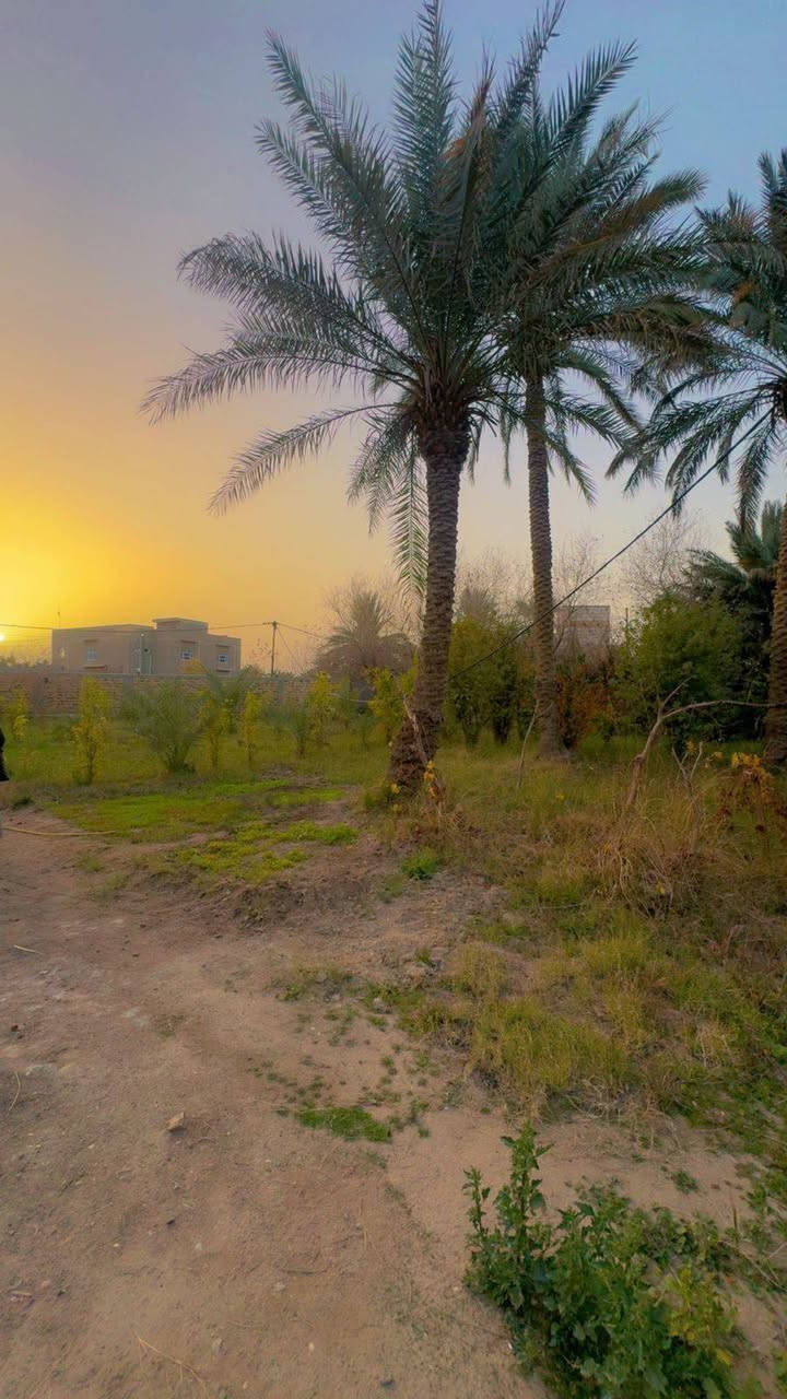 مزرعة متكاملة تحتوي على بيت هيكل  العنوان طريق السنيه بعد معمل الالبان قريبه عن الشارع العام 
قرب عشيرة الحمران المساحه 4000 
السعر 250  للإستفسار ***********
.
