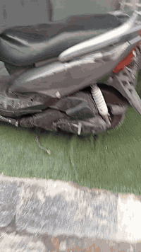 ثعلب للبيع  تفاصيلها مذكوره بل فيديو  دبل الامامي واكف  07713039108 ال...