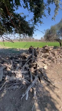 خشب للبيع / الاتصال على الرقم 07836969196 واتساب