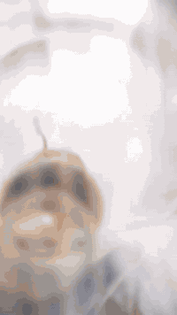 سلام عليكم باسكل بناتي البيع نضافه 90/100غراضه كامله اي نقص ما بي (بل اضافه طياريه +حمالات+فسفوريات)بيسكل كامل و نضيف العنوان ناصريه منصوريه شارع المدارس مقابل مدرسه الخرطوم السعر بل خاص


**إذا كنت صاحب هذا الإعلان وتريد حذفه لأي سبب، رجاءا أرسل رسالة إلى الدعم الفني**