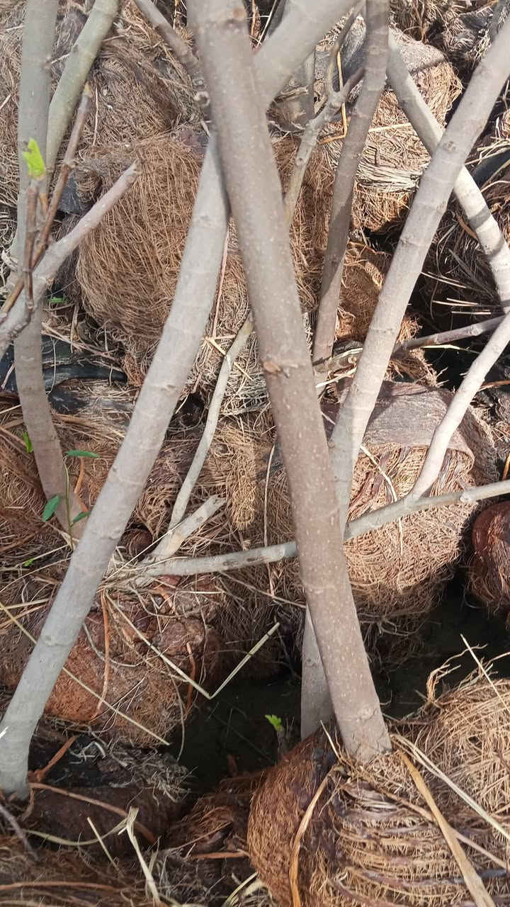 تين بني مسلم قلاع طينه شجره من متر ونص إلى مترين واكثر السعر 7000 دينار العنوان كربلاء قضاء الحسينيه منطقة الابراهيمه *********** #الجميع
