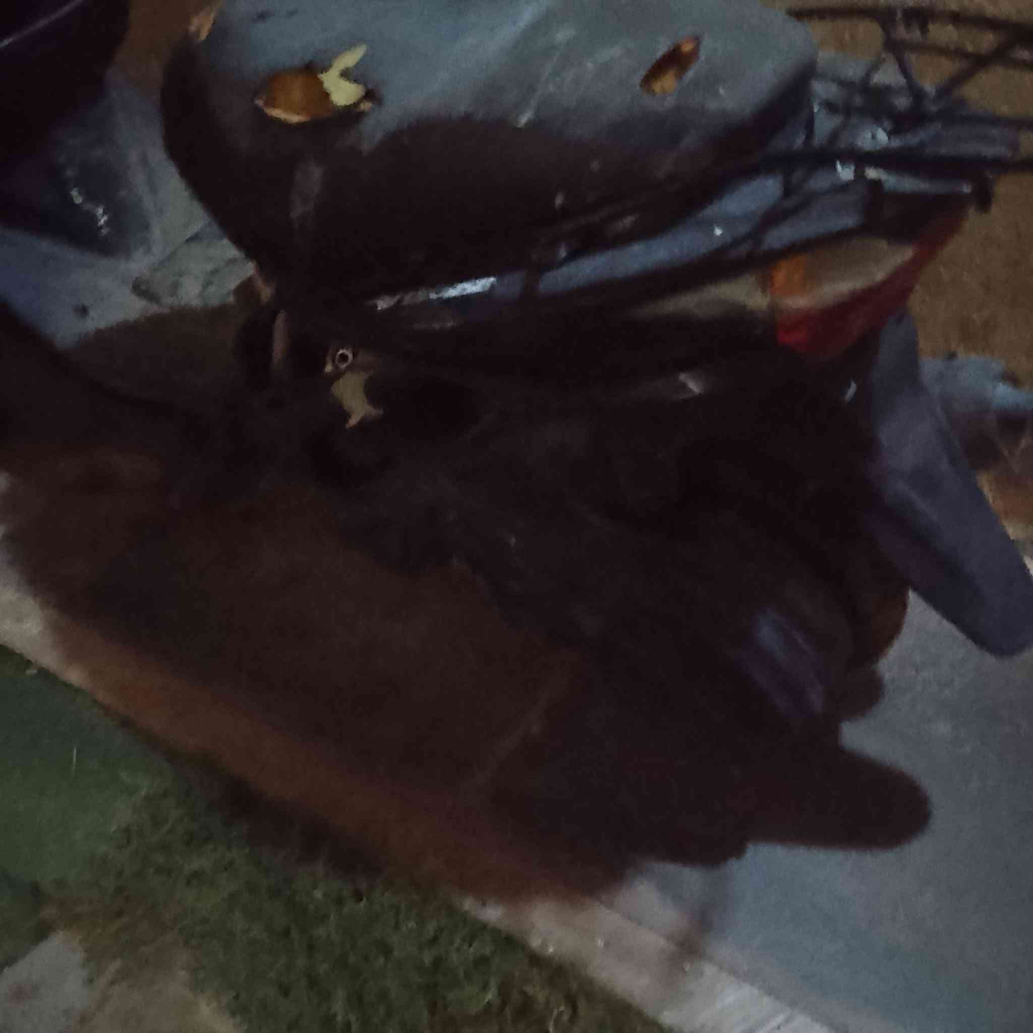 سلام عليكم ادرس حديث كوم حديد نقص نوزل سعره 300 بيها مجال يريدها يراسني


**إذا كنت صاحب هذا الإعلان وتريد حذفه لأي سبب، رجاءا أرسل رسالة إلى الدعم الفني**
