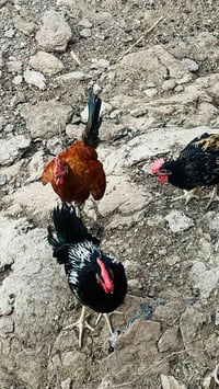 ديوكه عرب • ٢٢ ديوكه • السنجك البغدادي