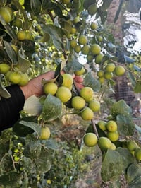 تطعيم النبك • الرفاعي قلعة سكر • فجر والنصر