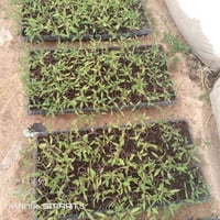 طماطه • مقاوم • للبيع