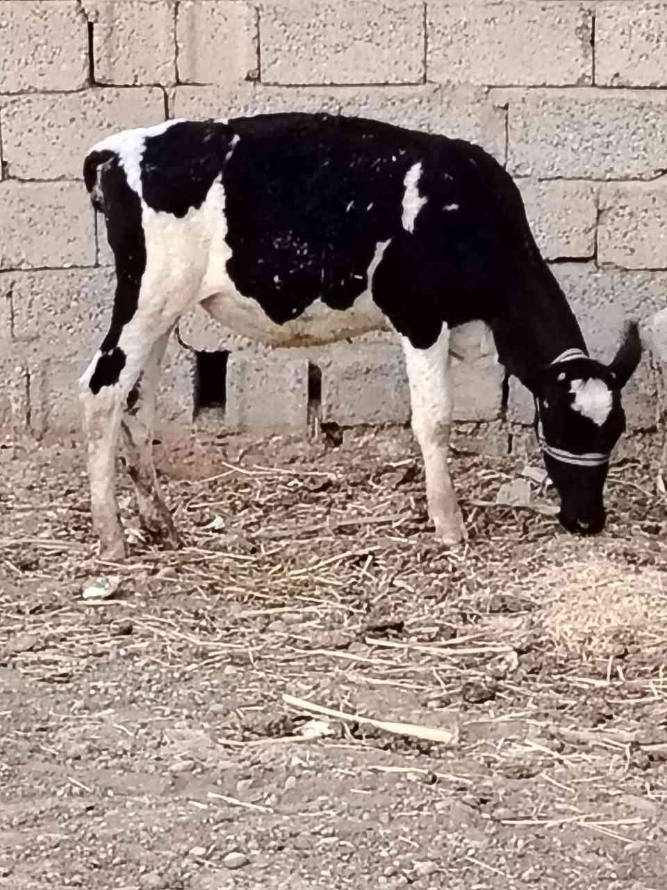 السلام عليكم
للبيع جوز حوليات جنس اصليات يرهمن ربط وجنيه السعر مليون و650 وبيهن مجال قليل الاستفسار الاتصال على الرقم *********** // *********** موجود توصيل حسب الاتفاق
