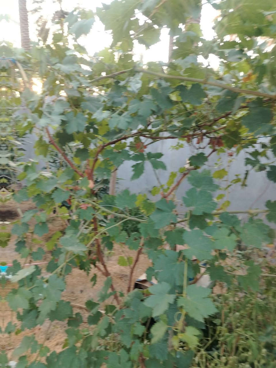 يالله عروض جديده فرصتك اليوم مستقبلك غداً استثمار فلوسك بل أرض
محافظ واسط
الصويره والمناطق المجاورة لها 

يوجد لدينا دوانم زراعي و تجارية مساحات كبيره
الأسعار من ٥ مليون فما فوق

توجد لدينا دوانم تقطيع قطع سكنيه  ودوانم طابو زراعي
متوفر فيها خدمات

بساتين من دونم فما فوق كافه الخدمات متوفره فيها
طابو صرف وطابو زراعي
والله ولي التوفيق الاتصال على الرقم ***********
***********
