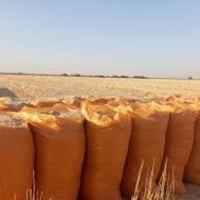 عمال تبن • عربانة • اطراف طوز امرلي