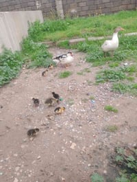 متاح للبيع بطة مصرية وراها ست صواصي وغازه وراها صوصي 07702683493