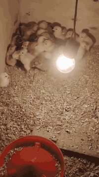 ياالله صلى على محمد وآل محمد اخوان انتبه فقاسه فقاسه مو أفراخ ما عندي ...