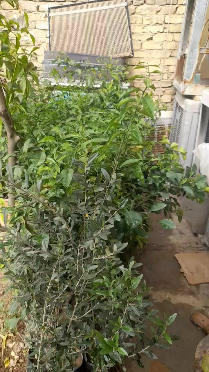 السلام عليكم عدد ٥٠نارنجه ارتفاع للصدر مكاني بغداد البنوك الشتلات ابيتي ***********
