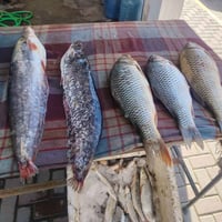 سمك سمتي • سمك جري • توصيل