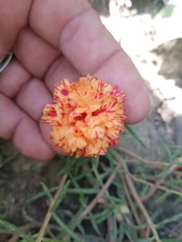 نباتات زينة • صباريات وعصاريات • توصيل قضاء الفجر