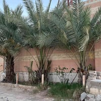 ٣نخلات • تشلعهن • للبيع