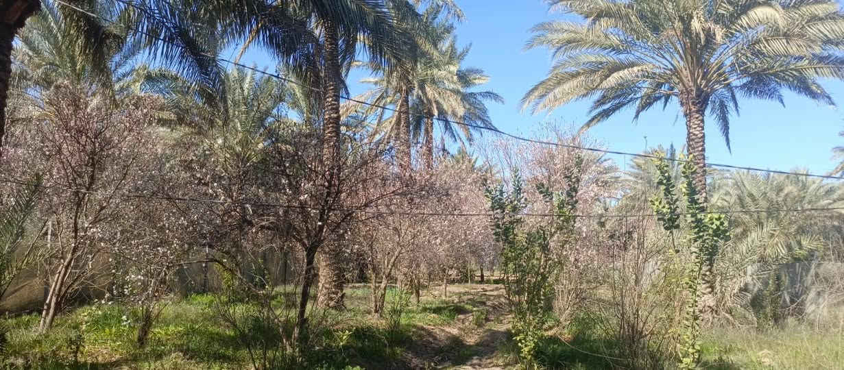 دونم للبيع طابو زراعي سند 25 تحويل مباشر بسم المشتري  العنوان بغداد الراشديه تبعد عن بوابة بغداد الحسينيه 7 دقائق السعر 160 مليون وقابل للتفاوض مسيج بالكامل للاستفسار الاتصال على الرقم التالي *********** مكتب العبيدي للعقار
