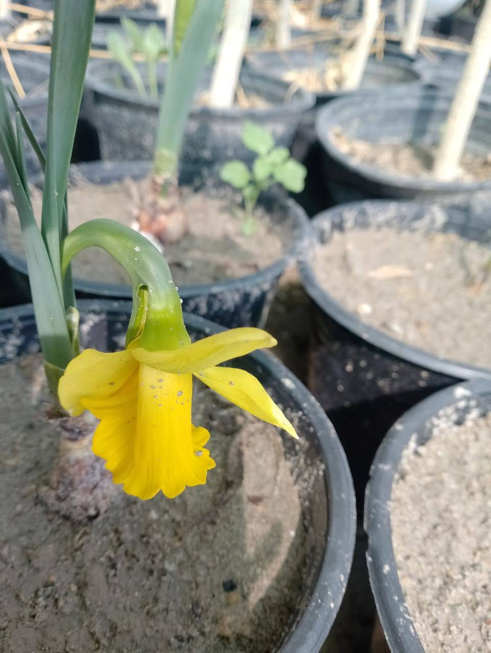يتوفر الآن لدى مشتلنا مشتل العذاري
🌼 ورد النرجس الأصفر العطري وكو ابيض بس بعدهن ما امردات بس الاصفر امرد كمية محدودة
لون مشرق ورائحة جميلة  🌞
📍 عنواننا: شارع زوبع – الصوب الصغير
🚚 يتوفر توصيل داخل غماس
للبيت، للحديقة، أو هدية مميزة…
النرجس الأصفر يضيف لمسة جمال وأناقة لكل مكان 💛
أهلاً وسهلاً بكم 🌿


**إذا كنت صاحب هذا الإعلان وتريد حذفه لأي سبب، رجاءا أرسل رسالة إلى الدعم الفني**