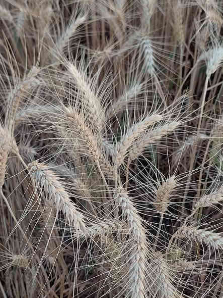 السلام عليكم اخوان الفلاحين والمزارعين #توضيح بخصوص الحنطه نوع #ثريا ألالماني المكيس.. يكون حسب. الطلب ... يعني تجي تحجز بالمكتب مع عربون يلا نكدر نوفر لكم الكميه .. #معلومات عن الصنف هو صنف مبكر من اسرع الاصناف الي موجوده في السوق وينزع خيري بعد عشرين بشهر تقريبا لحد نص الواحد 
وصنف قوي ويتحمل الجفاف و الصدى والبرد وميزه حلوه بي تزرع اخر الناس تحصد اول الناس بإذن الله 
وراح انزل فيديوات بتعليقات من تجاربي الخاصه للصنف لهذا السنه  #تحياتي لكم مكتب الرافدين للزراعة الحديثة  بخدمتكم دائما 
العنوان كركوك طوبزاوه قرب مول الأخوين 
***********
***********
