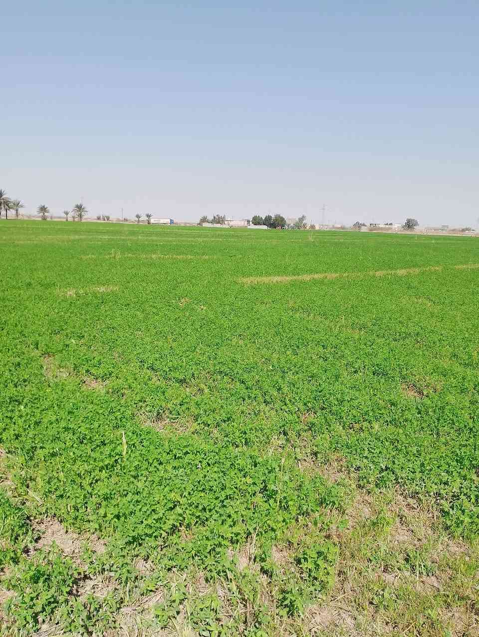 سلام عليكم برسيم للبيع مكان واسط الدبوني للستفسار اتصال على الرقم ***********
