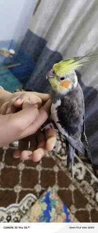 كوكتيل اليف طينه فحل يغرد السعر قفل ٢٥  ٠٧٧٠٣٦١٦٦٨٢