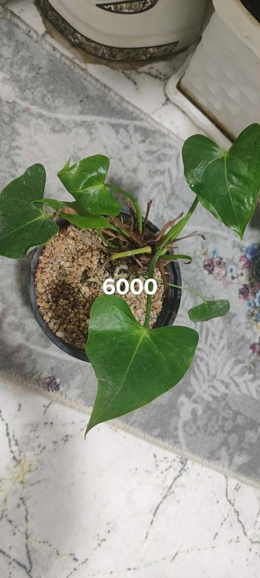 سلاو.....

ئەم گولانە بۆفرۆشتن خورمال  نرخ لەسەر نوسراوە

گەیاندن هەیە بۆهەلەبجەی شهید.

تۆش هەر کالایەکت هەیە بنیرە بۆت دەفرۆشم


**إذا كنت صاحب هذا الإعلان وتريد حذفه لأي سبب، رجاءا أرسل رسالة إلى الدعم الفني**