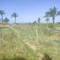 المدائن بسماية • ١٠٠٠م • واجهة ١٥م