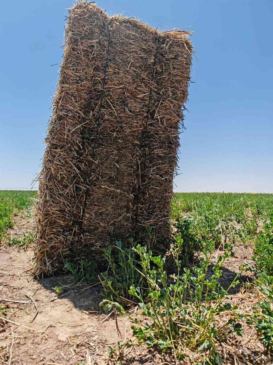 كبسات جت
____________
العدد 140 كبسة
الطول 95-105
السعر ٣٥٠٠ دينار
نظيف خالي من الادغال
______________
جت مثروم

العدد 217 كيس
الوزن 15 - 18 كيلو
سعر الزوج 8500 دينار
نظيف خالي من الادغال
_______________
تبن حنطة 
العدد 1000كبسة 
الطول 85-90-95
السعر 1100 دينار 
درجة اولى كبسة قويه 
----------------
المكان بحر النجف قرب مفرك معمل كار يبعد عن الشارع العام ٦كيلو 
______________
 ***********
