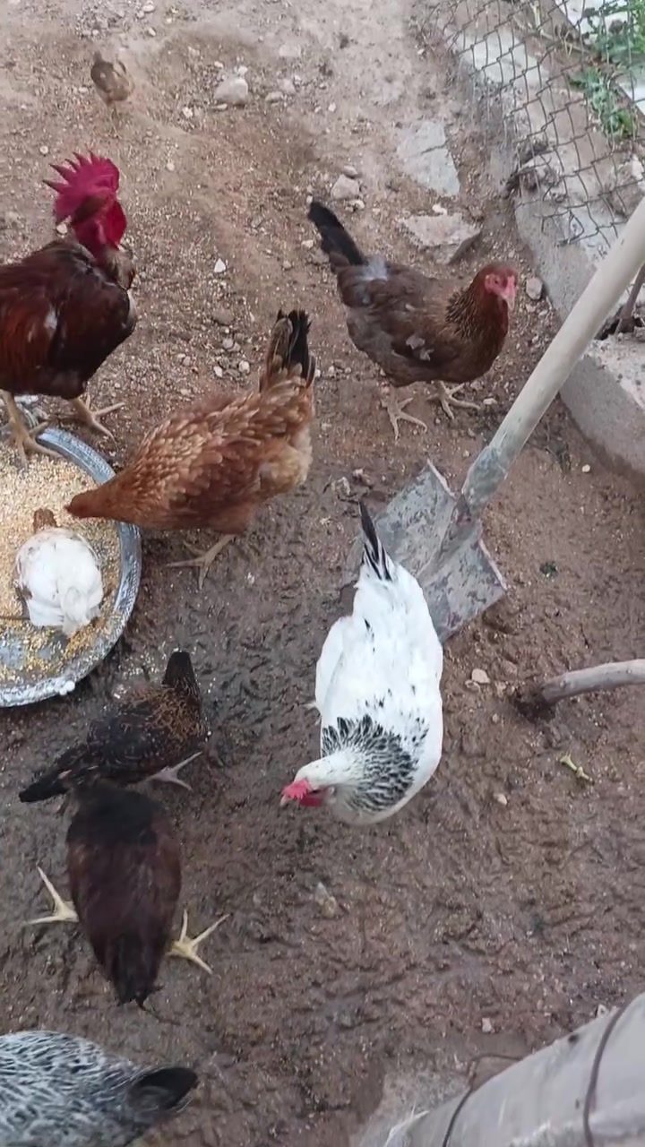 للبيع دجاج عدد 8 وديوكه عدد 2 واحد ابو ركيبه وصواصي ناجيات وملقحات  واكو دجاجتين وراهن صواصي 2 ودجاج بياض للبيع شلع مابيع مفرد الدجاج عل 14 والصواصي عل 8 مكاني الحي الصناعي


**إذا كنت صاحب هذا الإعلان وتريد حذفه لأي سبب، رجاءا أرسل رسالة إلى الدعم الفني**