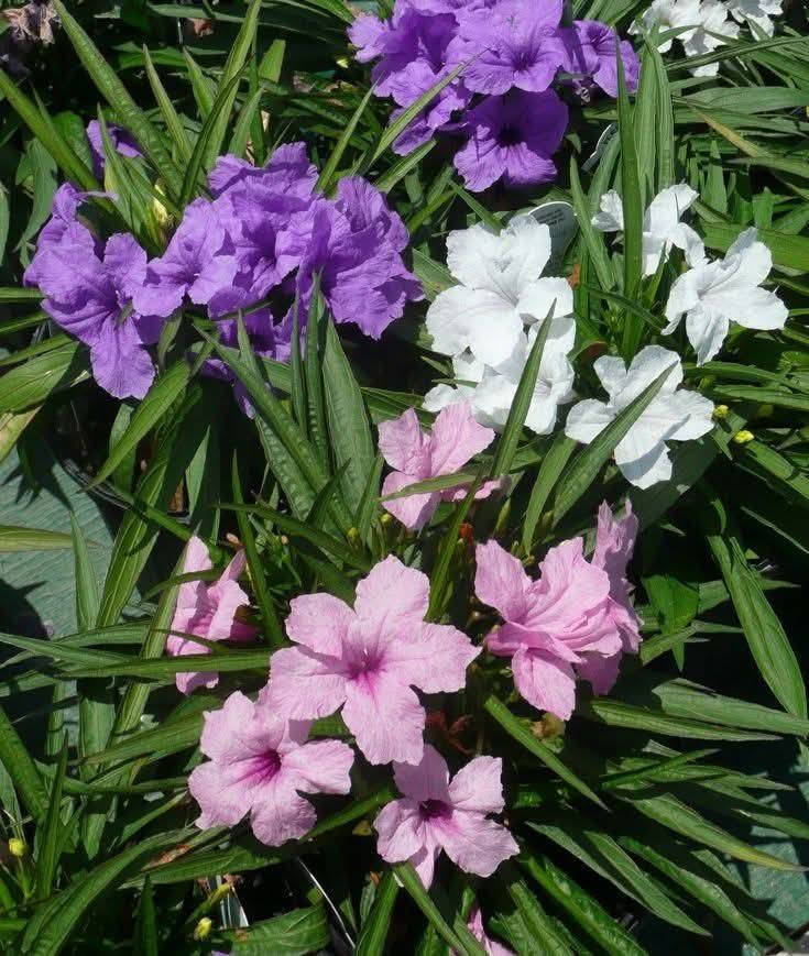 🌺 بيتونيا الصحراء 🌺
نبات مزهر جميل يتحمل حرارة الصيف والشمس المباشرة ☀️
مناسب للحدائق والأحواض ويتميز بإزهاره المستمر وألوانه الزاهية ✨

🎨 متوفر بثلاث ألوان:
🤍 أبيض / 2000 دينار 
💜 بنفسجي/ 1.500 دينار 
🩷 وردي/ 2000 دينار 

عنوان تقاطع سبعه نيسان داخل 
للتواصل والاستفسار / ***********
