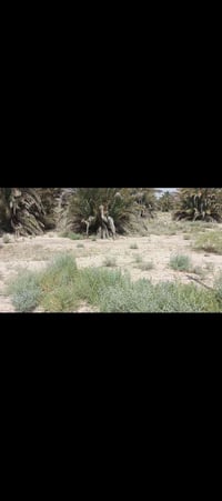 متوفر 5دونم طابو زراعي سند 25 بي سند مستغل واجهة الكاع 90متر الكاع مزر...