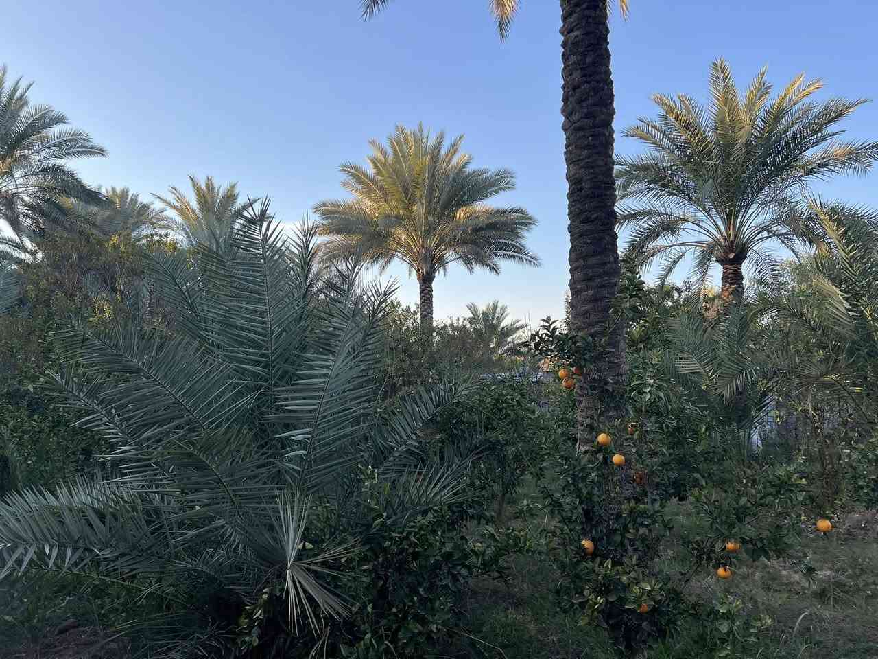 يعلن مكتب اليقين   دوانم للبيع  رقم الاعلان(254)

جنس العقار /سند ٢٥ طابو زراعي تحويل بأسم المشتري✅

الموقع /بغداد -الراشدية- بالقرب من البحيره✅

تتوفر بيهه ماء وكهرباء وتصلح مشروع أستثماري✅

للأستفسار الاتصال بالرقم التالي ‭0774 414 2769‬✅
