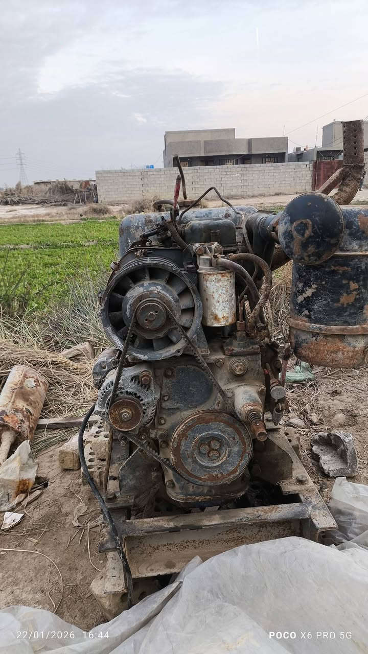 مولد دويز عربي بستمين للبيع ***********
