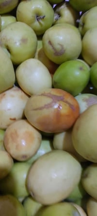 نبك چبچابي • درجة أولى • شلهة الحجاج