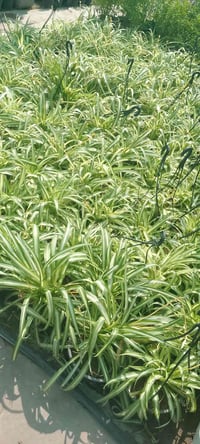 عنكبوت متدلي • كثيف • توصيل كركوك