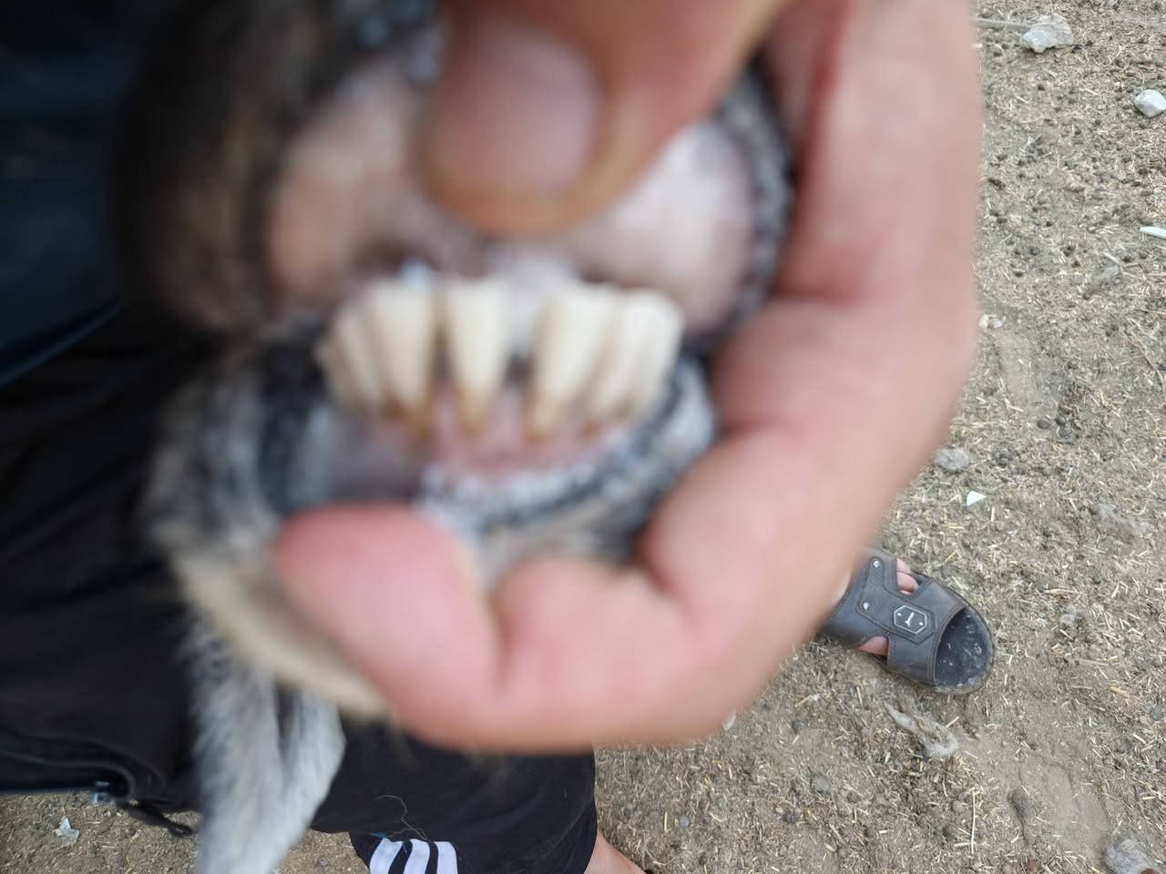 متاح نعجه عشمه وره طلي ينذبح خشنه وشكه طويله وسمن نعجه خشنه حيل وشكه طويله شرط نصاح سن وشطر حلوه شتريد ترهم جنيه ربط كلشي ترهم عشره فوك بنه سعر خاص مكان بروانه سنجك يوجد توصيل حسب لاتفاق ***********
