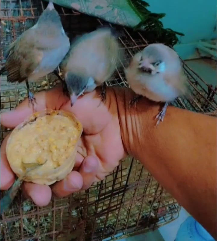 سلام عليكم
بلابل فول الفول العدد ٣ سعر الواحد ٢٥ الف قفل
المكان الطارميه


**إذا كنت صاحب هذا الإعلان وتريد حذفه لأي سبب، رجاءا أرسل رسالة إلى الدعم الفني**