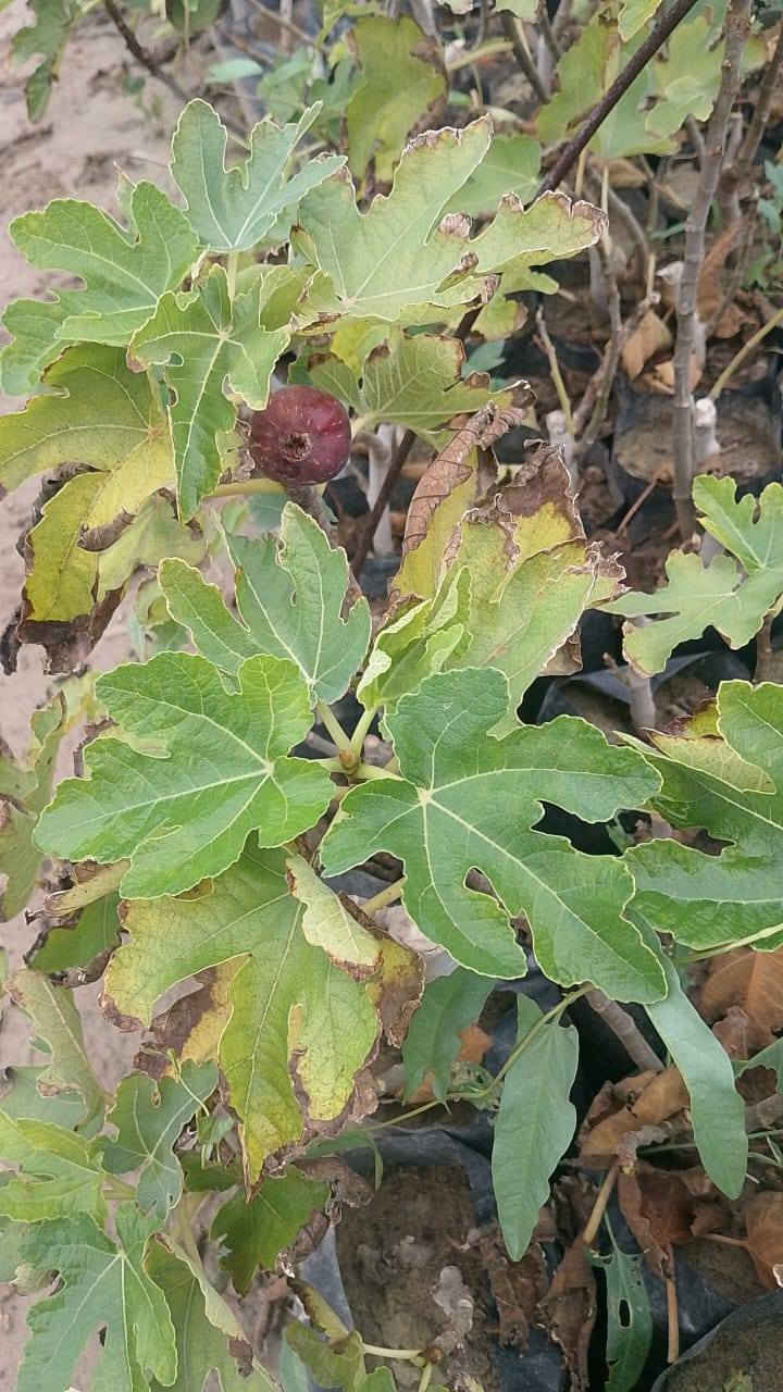 بسم الله الرحمن الرحيم 
يعلن مشتل الشاهين الزراعي عن توفر شتلات تين الأصناف التالية 
تين عبيد السعودي 
تين براون 
تين ايدن التركي 
تين الشاهين الاصفر 
تين بني مسلم 
تين بيذنجاني 
ذكر التين 
للطلب أو الاستعلام مراسله الصفحه أو الاتصال بالرقم *********** موقع المشتل بغداد الدوره الشارع المقابل لعلوه الرشيد قرب شركه دجله للمشروبات الغازيه خلف منطقه أبو دشير.
