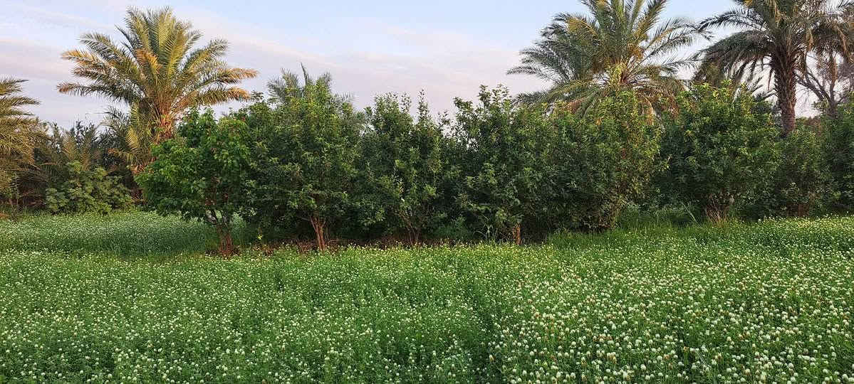 مزرعة(٤)دونم مع بيت سكن متكون من أربع غرف نوم وديوانيه
+ محصار عجول كبير 
العنوان الرفاعي قرب ناظم رقم (٤)
الستفسار ع الرقم صاحب المزرعة 
***********
