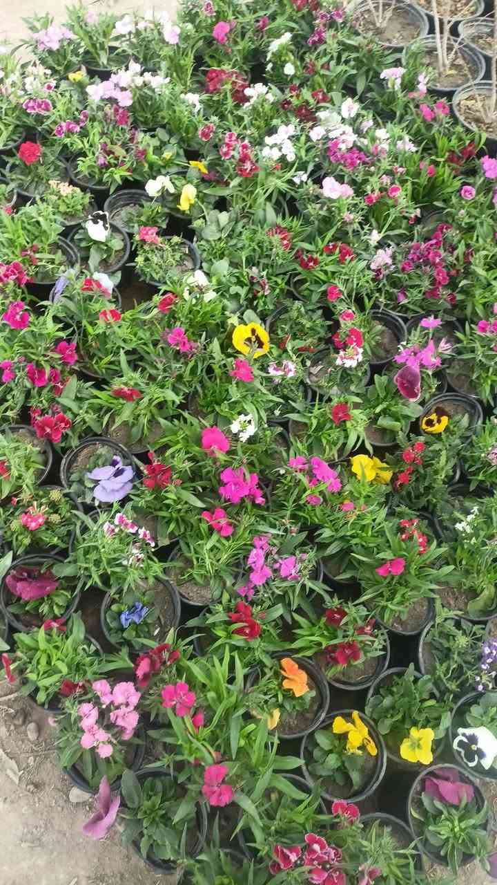 مشتل رسول الزراعي الإنتاج كافة انواع الاشجار الزينه والمثمره 
العنوان بابل مشروع المسيب شارع ابو لجاسم نهايته قرب التفصيخ للسيارات القديمه مشتل رسول الزراعي 
اسعار مناسبه جدا 
الاستفسار الاتصال بناء ***********
